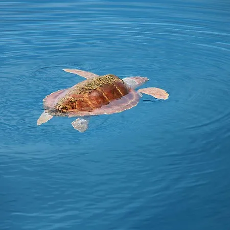 Botel Scugnizza Smeralda